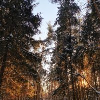 Солнечный зимний день в лесу :: Настя Хомастя