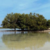 Остров Син бари яс. деревья в воде :: Gal` ka