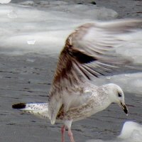 Молодая чайка расправляет крылья :: Александр Чеботарь