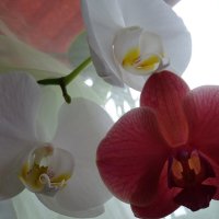 в зимний день цветут они - орхидеи :: Anna-Sabina Anna-Sabina