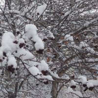 Боярка в снегу... :: Андрей Хлопонин
