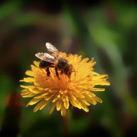 Пчела на солнышке :: Татьяна Маркова