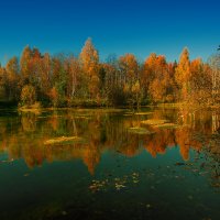 Та самая, золотая осень. :: Николай Феофанов