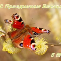 Живые цветы к Празднику Весны! :: Александр Прокудин