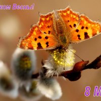 Живые цветы к Празднику Весны! :: Александр Прокудин
