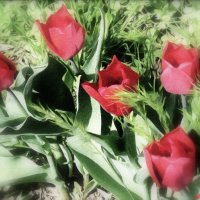 Цветы для милых дам! :: Нина Бутко