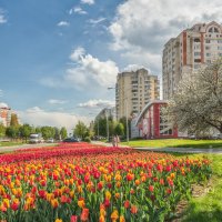 Белгород в тюльпанах :: Игорь Сарапулов