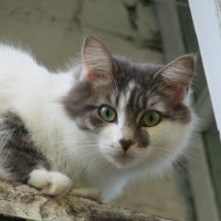 Кошка на балконе. :: Иван Обожин