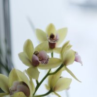 Орхидея на окне :: esadesign Егерев