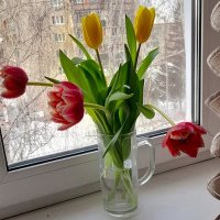Тюльпаны к празднику. :: Мила Бовкун