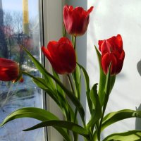 Дома распустились тюльпаны :: Нина Колгатина 