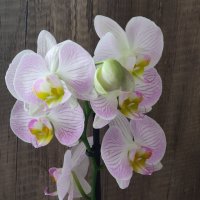 Орхидея. :: Светлана Хращевская
