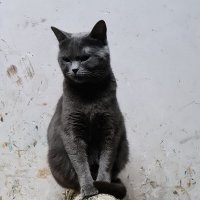 Кошка на дровах. :: Ольга Довженко