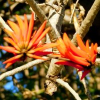 Цветы коралового дерева. :: Валерьян Запорожченко