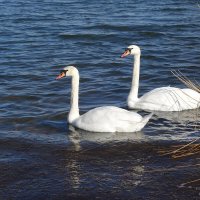 Лебеди на Голубых озерах :: Маргарита Батырева