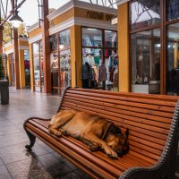 Собака спит на лавке. :: Павел Крутенко