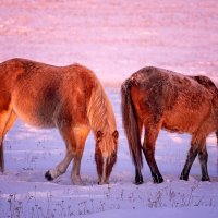 Лошади зимой :: Павел Крутенко