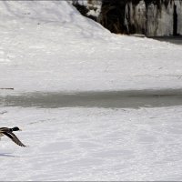 полёт утки :: Сеня Белгородский