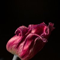 Увядающий тюльпан :: Люба Попова