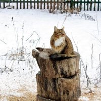 Беседа двух друзей: Кота и Воробья)) Я плохо вижу, тебя мой друг... Быть может сядешь ты пониже? ... :: Восковых Анна Васильевна 