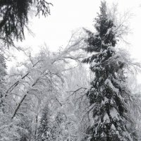 В зимнем лесу :: Ольга Григ