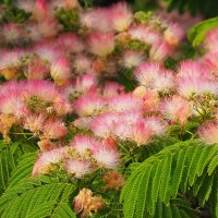 Albizia Julibrissin Альбиция ленкоранская :: wea *