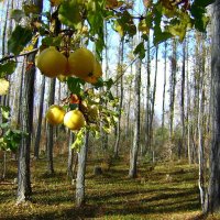 Яблоки в лесу :: alers faza 53 