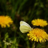 бабочки и цветы 21 :: Александр Прокудин