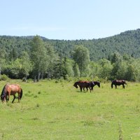 Сибирские луга :: Ольга 