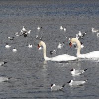 Лебеди, Озеро Летнее, Калининград :: Маргарита Батырева