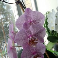 Орхидеи :: Galina Solovova