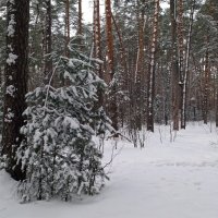 После снегопада :: Galina Solovova