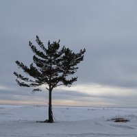 Одинокое дерево на берегу финского залива! :: Anna-Sabina Anna-Sabina