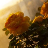 Yellow rose and yellow world :: First Photenix