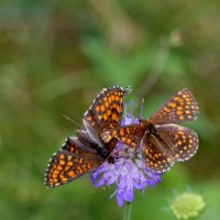 бабочки и цветы 36 :: Александр Прокудин