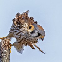 American kestrel :: Petr @+