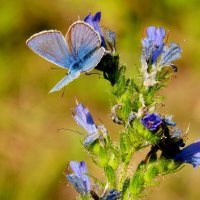 бабочки и цветы 46 :: Александр Прокудин