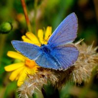 бабочки и цветы 50 :: Александр Прокудин