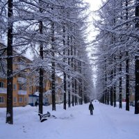 Лиственничная аллея :: Алевтина 