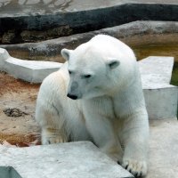 Белый медведь. :: Николай Рубцов