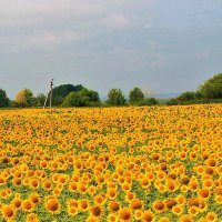 СОЛНЕЧНОЕ ПОЛЕ ПОДСОЛНЕЧНИКА :: Валентина 