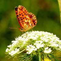 бабочки и цветы 59 :: Александр Прокудин