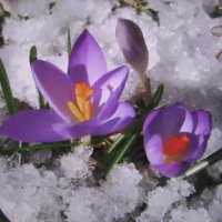 Красота в снегу :: Людмила Смородинская