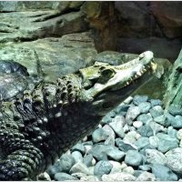 Улыбающийся крокодил. :: Валерия Комова
