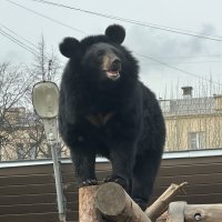 Уссурийский медведь :: <<< Наташа >>>