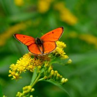 бабочки и цветы 69 :: Александр Прокудин
