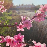 Турция,  Денизли.Все цветет. :: Фотогруппа Весна