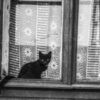 Котёнок в окне :: Александр Семенов