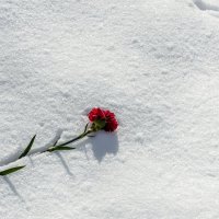 ყვავილი თოვლზე :: Валерий Иванович