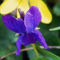 Лесная фиалка-весенний цветок :: Рина Воржева
